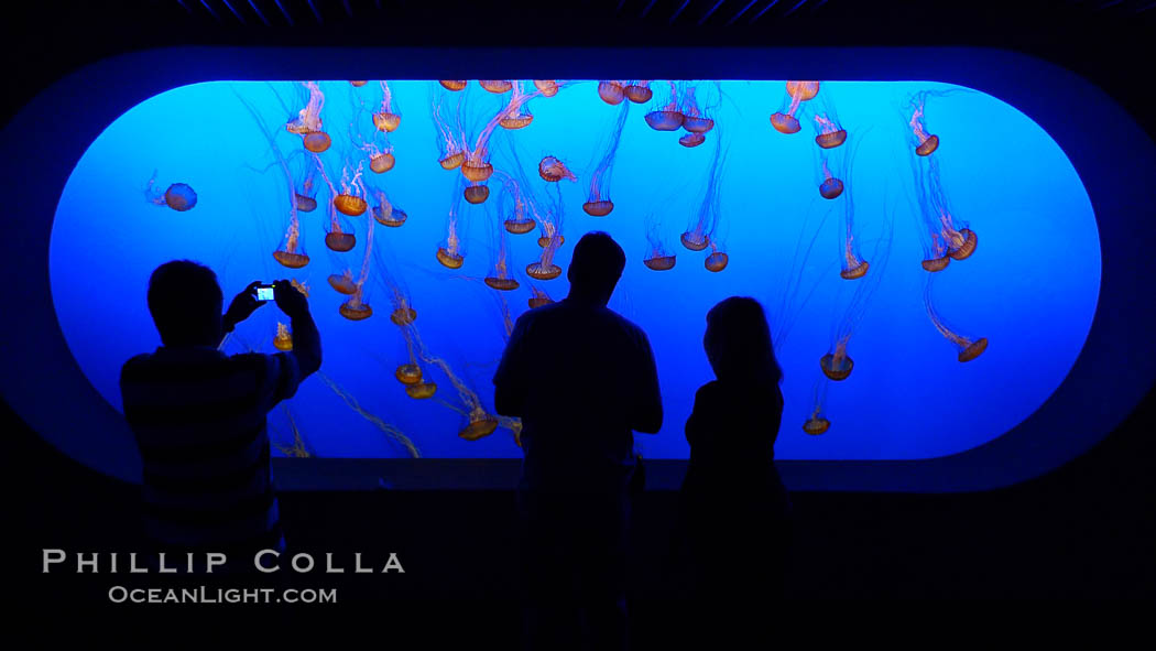 Visitors enjoy viewing sea nettle jellyfish at the Monterey Bay Aquarium., Chrysaora fuscescens, natural history stock photograph, photo id 21501