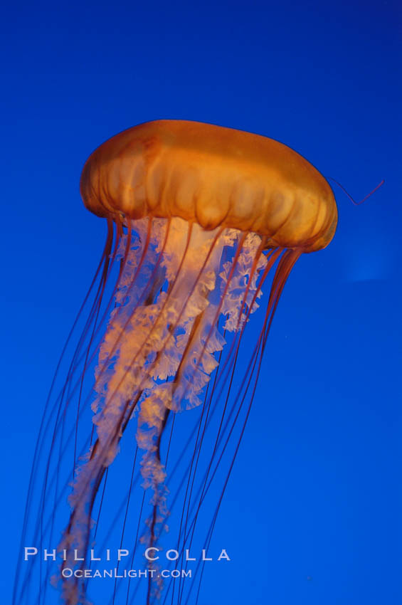 Sea nettles., Chrysaora fuscescens, natural history stock photograph, photo id 08958