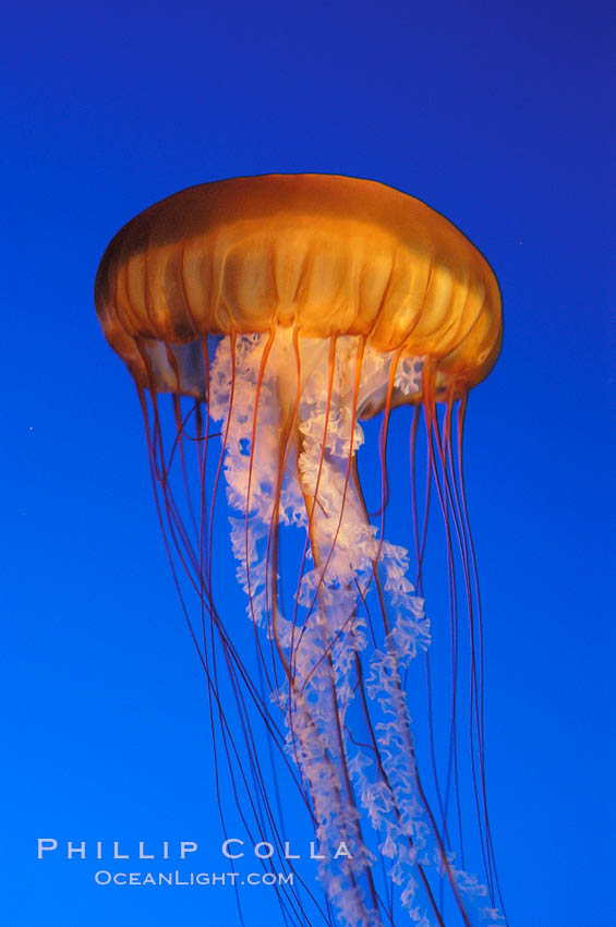 Sea nettles., Chrysaora fuscescens, natural history stock photograph, photo id 08952