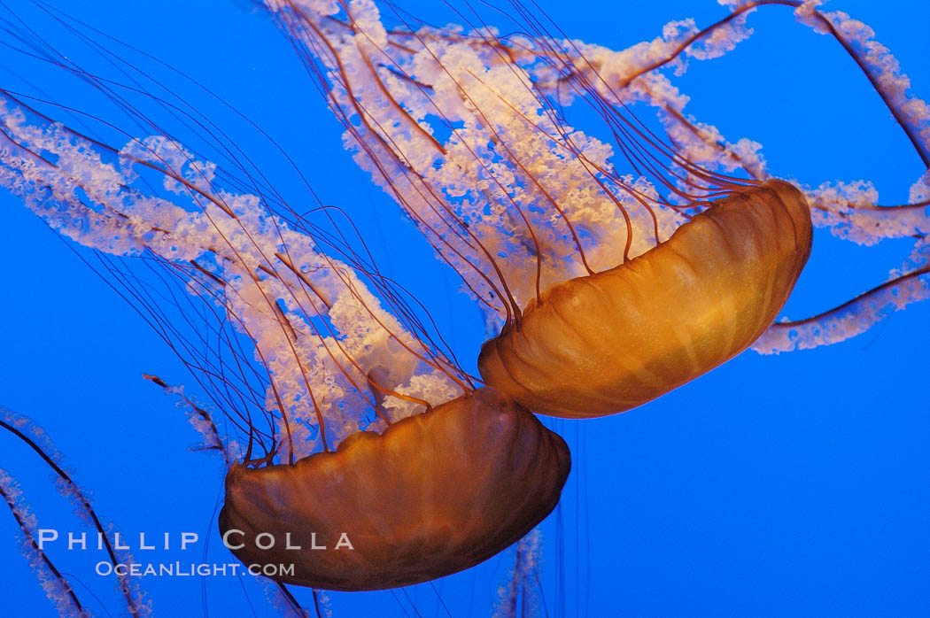 Sea nettles., Chrysaora fuscescens, natural history stock photograph, photo id 08964