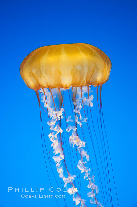 Sea nettles., Chrysaora fuscescens, natural history stock photograph, photo id 14092