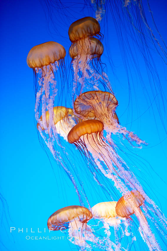 Sea nettle jellyfish., Chrysaora fuscescens, natural history stock photograph, photo id 21516