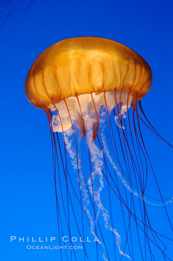 Sea nettles., Chrysaora fuscescens, natural history stock photograph, photo id 08955