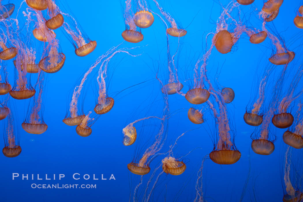 Sea nettle jellyfish., Chrysaora fuscescens, natural history stock photograph, photo id 21509