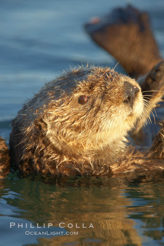 A sea otter, resting and floating on its back, in Elkhorn Slough. Elkhorn Slough National Estuarine Research Reserve, Moss Landing, California, USA, Enhydra lutris, natural history stock photograph, photo id 21630