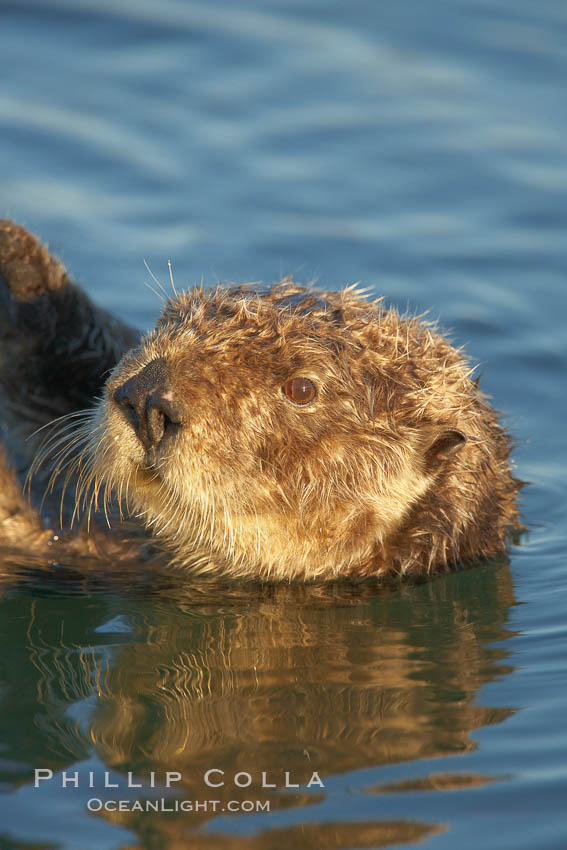 A sea otter, resting and floating on its back, in Elkhorn Slough. Elkhorn Slough National Estuarine Research Reserve, Moss Landing, California, USA, Enhydra lutris, natural history stock photograph, photo id 21634