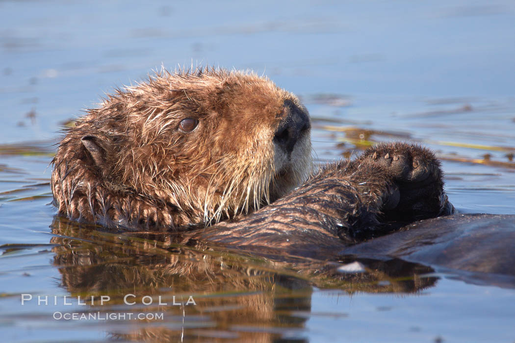 A sea otter, resting on its back, holding its paw out of the water for warmth.  While the sea otter has extremely dense fur on its body, the fur is less dense on its head, arms and paws so it will hold these out of the cold water to conserve body heat. Elkhorn Slough National Estuarine Research Reserve, Moss Landing, California, USA, Enhydra lutris, natural history stock photograph, photo id 21624