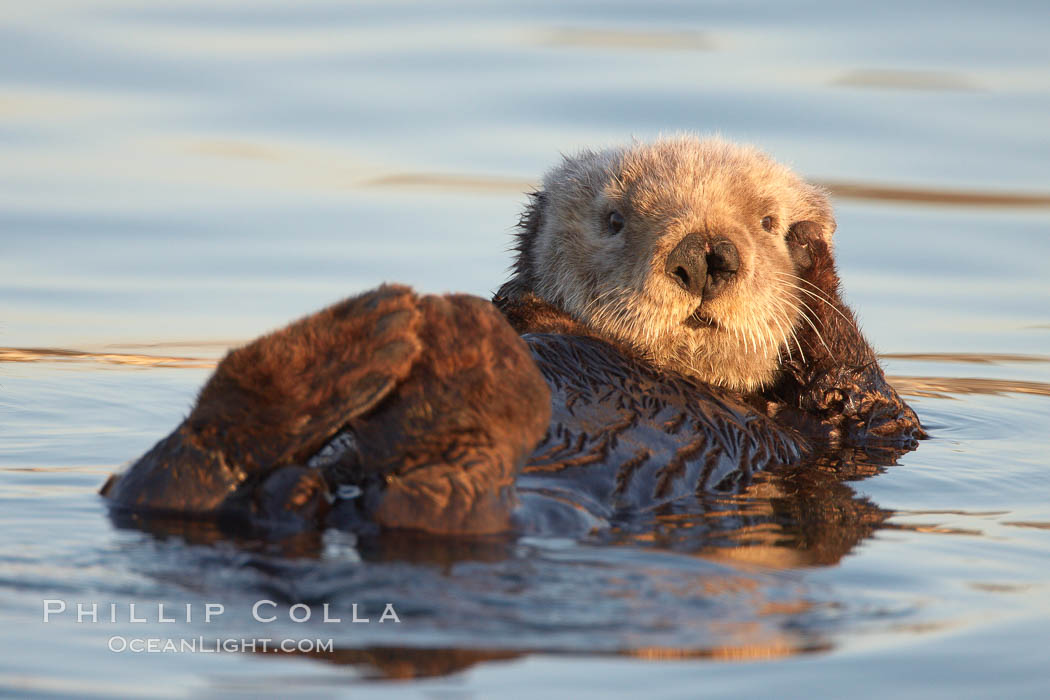 A sea otter, resting on its back, grooms the fur on its head.  A sea otter depends on its fur to keep it warm and afloat, and must groom its fur frequently. Elkhorn Slough National Estuarine Research Reserve, Moss Landing, California, USA, Enhydra lutris, natural history stock photograph, photo id 21628