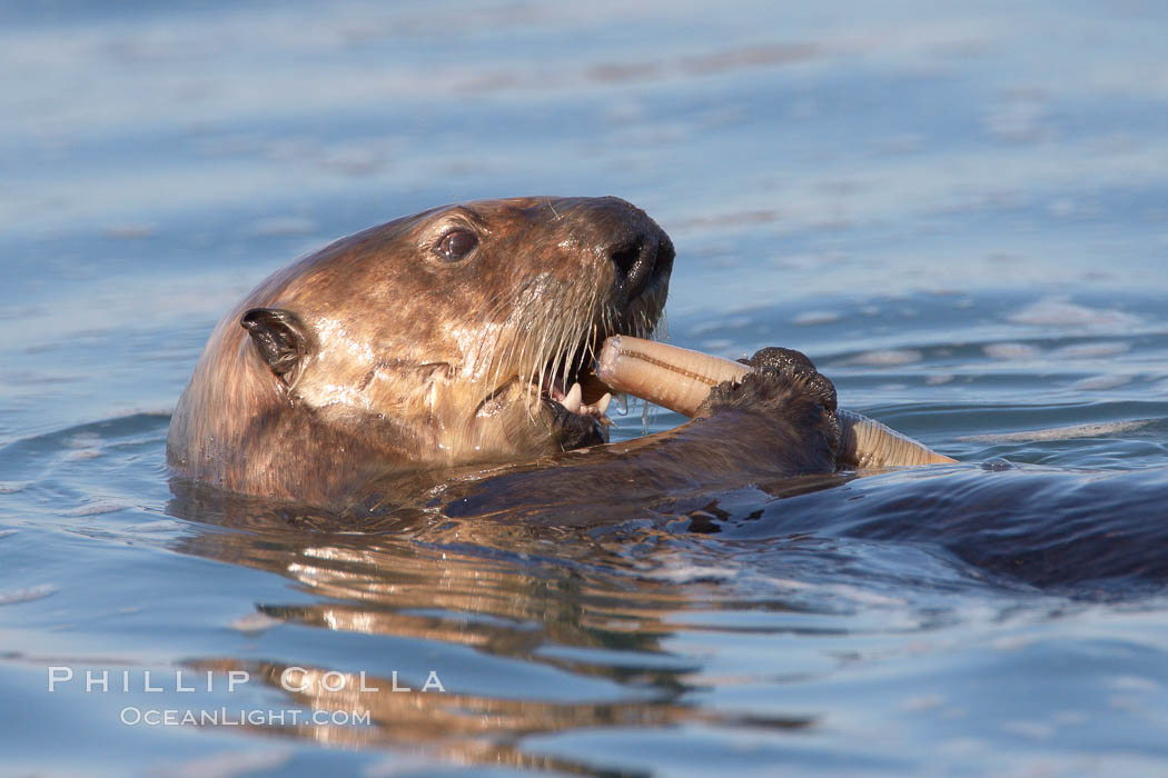 A sea otter eats a clam that it has taken from the shallow sandy bottom of Elkhorn Slough.  Because sea otters have such a high metabolic rate, they eat up to 30% of their body weight each day in the form of clams, mussels, urchins, crabs and abalone.  Sea otters are the only known tool-using marine mammal, using a stone or old shell to open the shells of their prey as they float on their backs. Elkhorn Slough National Estuarine Research Reserve, Moss Landing, California, USA, Enhydra lutris, natural history stock photograph, photo id 21640