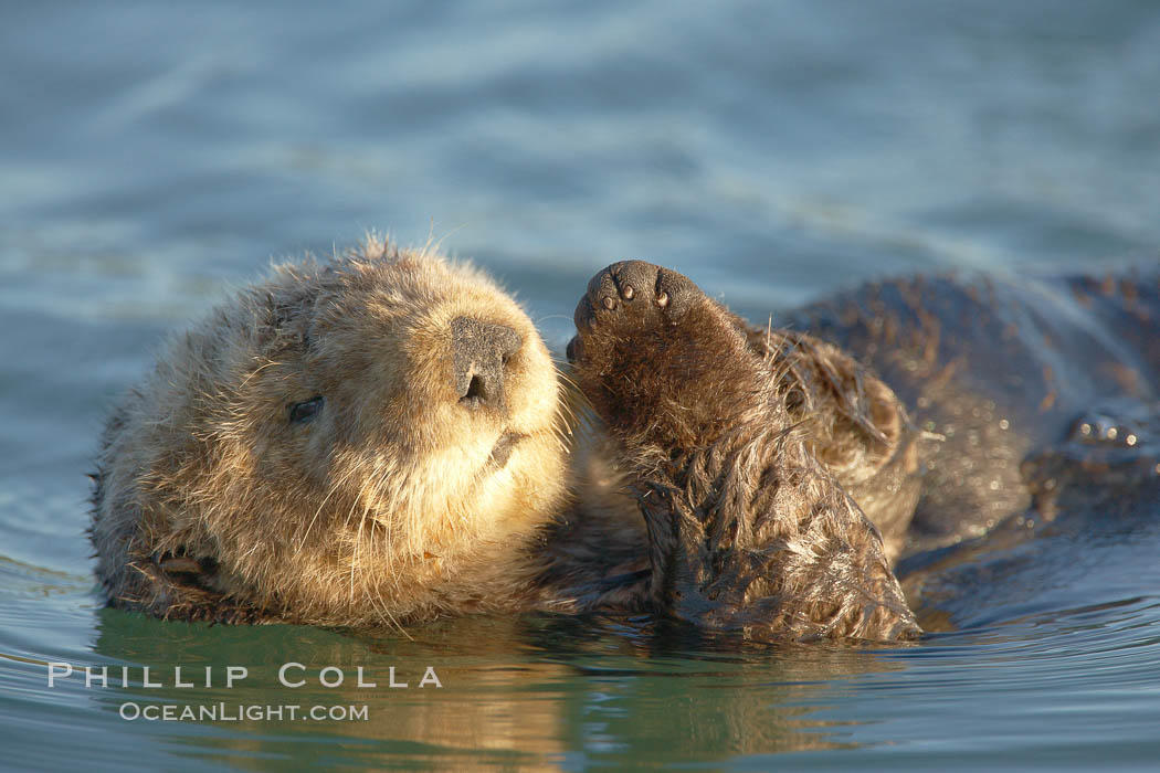 A sea otter, resting on its back, holding its paw out of the water for warmth.  While the sea otter has extremely dense fur on its body, the fur is less dense on its head, arms and paws so it will hold these out of the cold water to conserve body heat. Elkhorn Slough National Estuarine Research Reserve, Moss Landing, California, USA, Enhydra lutris, natural history stock photograph, photo id 21619