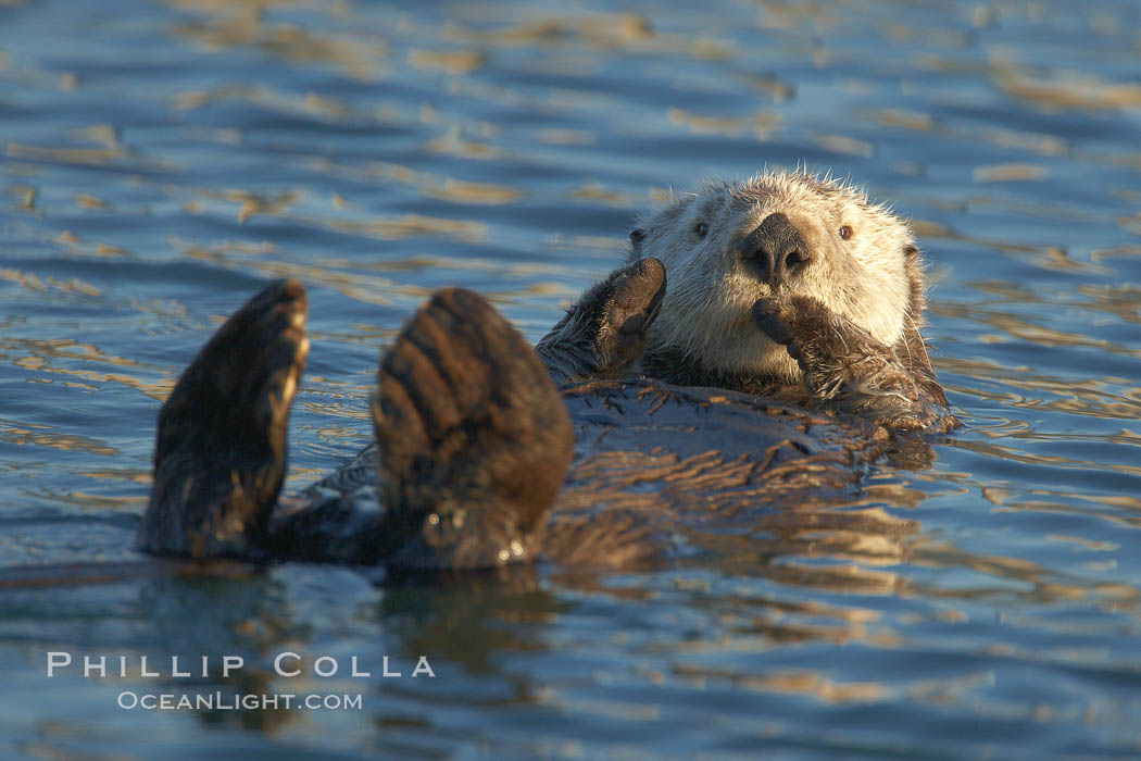 A sea otter, resting on its back, holding its paw out of the water for warmth.  While the sea otter has extremely dense fur on its body, the fur is less dense on its head, arms and paws so it will hold these out of the cold water to conserve body heat. Elkhorn Slough National Estuarine Research Reserve, Moss Landing, California, USA, Enhydra lutris, natural history stock photograph, photo id 21631