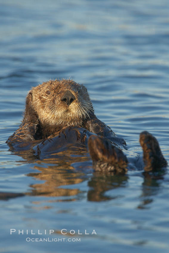 A sea otter resting, holding its paws out of the water to keep them warm and conserve body heat as it floats in cold ocean water. Elkhorn Slough National Estuarine Research Reserve, Moss Landing, California, USA, Enhydra lutris, natural history stock photograph, photo id 21629