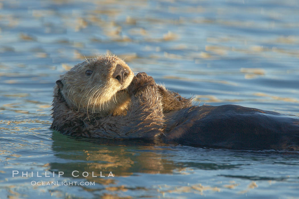 A sea otter, resting on its back, holding its paw out of the water for warmth.  While the sea otter has extremely dense fur on its body, the fur is less dense on its head, arms and paws so it will hold these out of the cold water to conserve body heat. Elkhorn Slough National Estuarine Research Reserve, Moss Landing, California, USA, Enhydra lutris, natural history stock photograph, photo id 21633