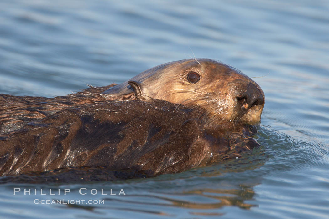 A sea otter mother pulls her days-old pup through the water.  The pup still has the fluffy fur it was born with, which traps so much fur the pup cannot dive and floats like a cork. Elkhorn Slough National Estuarine Research Reserve, Moss Landing, California, USA, Enhydra lutris, natural history stock photograph, photo id 21637