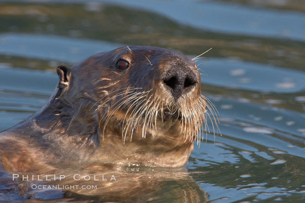 A sea otter, looking at the photographer as it forages for food in Elkhorn Slough. Elkhorn Slough National Estuarine Research Reserve, Moss Landing, California, USA, Enhydra lutris, natural history stock photograph, photo id 21641