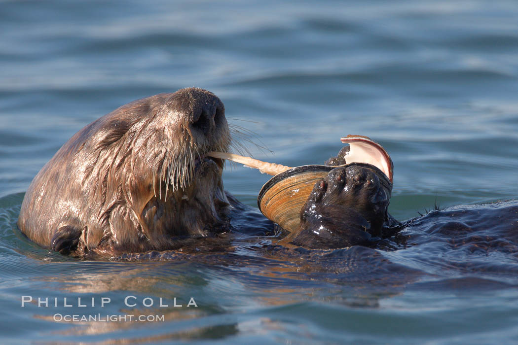 A sea otter eats a clam that it has taken from the shallow sandy bottom of Elkhorn Slough.  Because sea otters have such a high metabolic rate, they eat up to 30% of their body weight each day in the form of clams, mussels, urchins, crabs and abalone.  Sea otters are the only known tool-using marine mammal, using a stone or old shell to open the shells of their prey as they float on their backs. Elkhorn Slough National Estuarine Research Reserve, Moss Landing, California, USA, Enhydra lutris, natural history stock photograph, photo id 21612