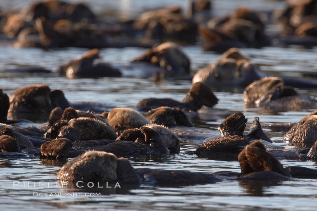 A raft of sea otters.  A raft is a congregation of sea otters, usually in a resting mode.  While rafting sea otters appear to suggest a tendancy toward a group social structure, sea otters can also be solitary animals. Elkhorn Slough National Estuarine Research Reserve, Moss Landing, California, USA, Enhydra lutris, natural history stock photograph, photo id 21726