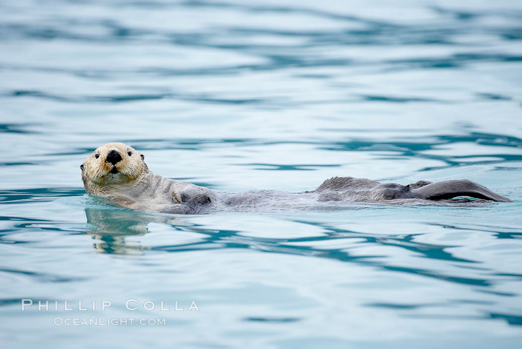 Sea otter. Resurrection Bay, Kenai Fjords National Park, Alaska, USA, Enhydra lutris, natural history stock photograph, photo id 16948