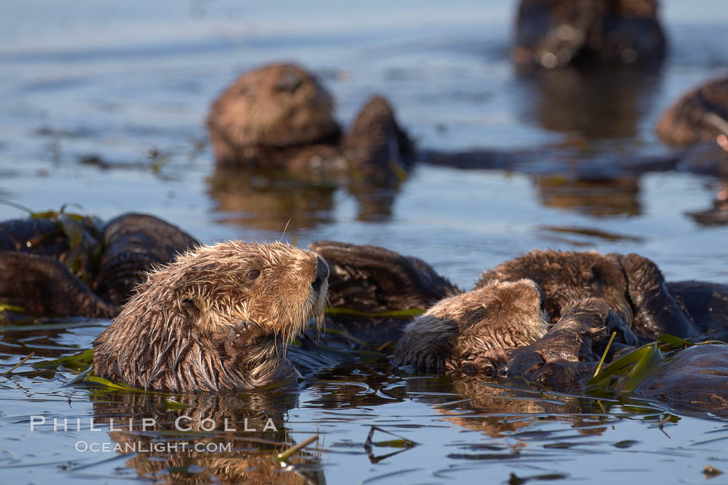 Sea otters, resting on the surface by lying on their backs, in a group known as a raft. Elkhorn Slough National Estuarine Research Reserve, Moss Landing, California, USA, Enhydra lutris, natural history stock photograph, photo id 21672