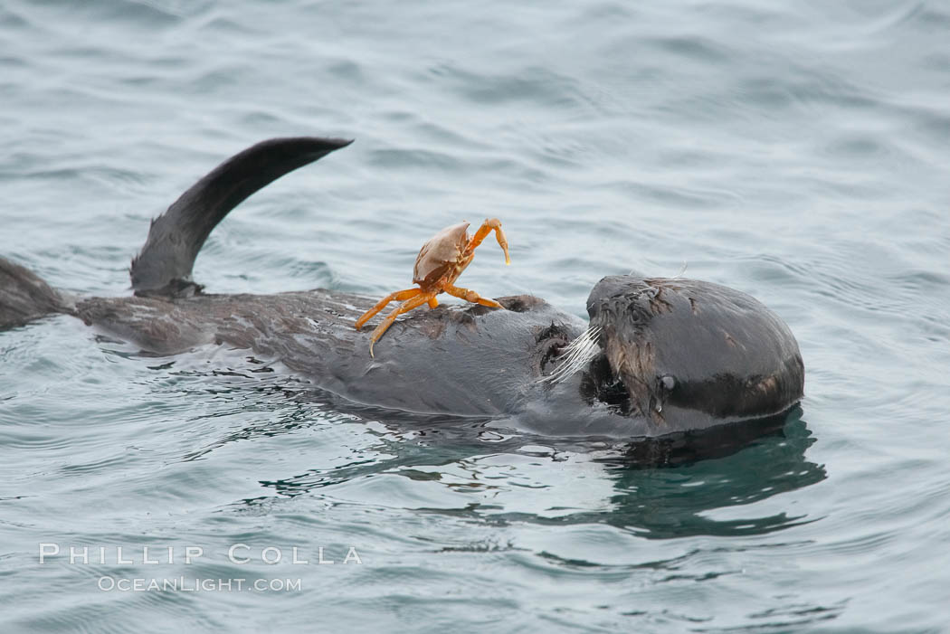 Sea otter rests on the ocean surface while a crab stands on its abdomen.  The otter has just pulled the crab up off the ocean bottom and will shortly eat it. Monterey. California, USA, Enhydra lutris, natural history stock photograph, photo id 15070