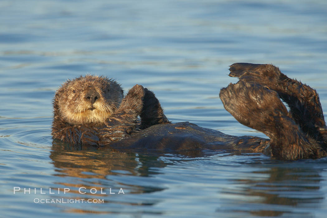 A sea otter, resting on its back, holding its paw out of the water for warmth.  While the sea otter has extremely dense fur on its body, the fur is less dense on its head, arms and paws so it will hold these out of the cold water to conserve body heat. Elkhorn Slough National Estuarine Research Reserve, Moss Landing, California, USA, Enhydra lutris, natural history stock photograph, photo id 21674