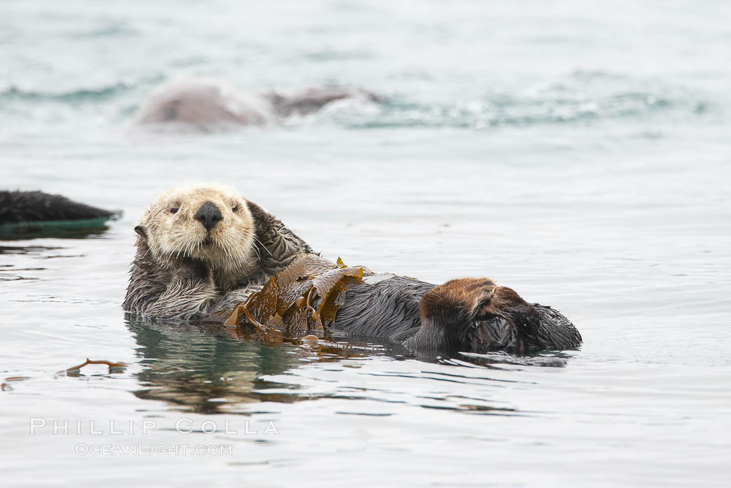 A sea otter floats on its back on the ocean surface.  It will wrap itself in kelp (seaweed) to keep from drifting as it rests and floats. Morro Bay, California, USA, Enhydra lutris, natural history stock photograph, photo id 20436