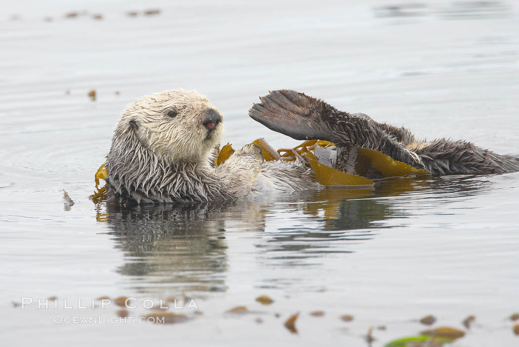 A sea otter floats on its back on the ocean surface.  It will wrap itself in kelp (seaweed) to keep from drifting as it rests and floats. Morro Bay, California, USA, Enhydra lutris, natural history stock photograph, photo id 20904