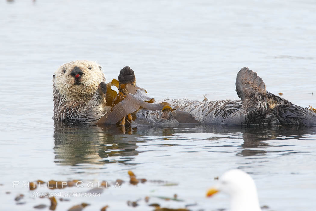 A sea otter floats on its back on the ocean surface.  It will wrap itself in kelp (seaweed) to keep from drifting as it rests and floats. Morro Bay, California, USA, Enhydra lutris, natural history stock photograph, photo id 20433