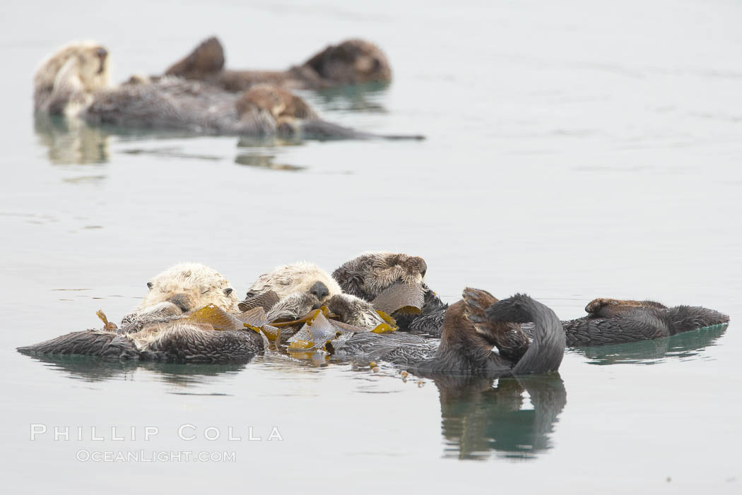 Five sea otters float on their backs on the ocean surface.  Each will wrap itself in kelp (seaweed) to keep from drifting as it rests and floats. Morro Bay, California, USA, Enhydra lutris, natural history stock photograph, photo id 20441