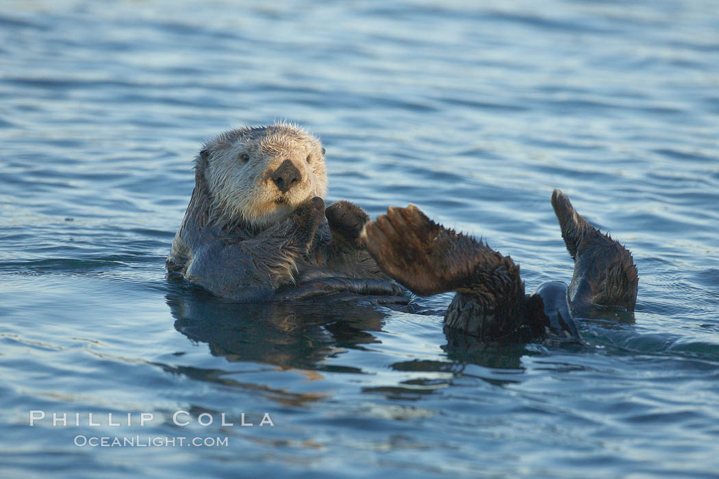 A sea otter resting, holding its paws out of the water to keep them warm and conserve body heat as it floats in cold ocean water. Elkhorn Slough National Estuarine Research Reserve, Moss Landing, California, USA, Enhydra lutris, natural history stock photograph, photo id 21686