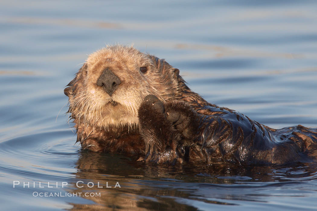 A sea otter, resting on its back, holding its paw out of the water for warmth.  While the sea otter has extremely dense fur on its body, the fur is less dense on its head, arms and paws so it will hold these out of the cold water to conserve body heat. Elkhorn Slough National Estuarine Research Reserve, Moss Landing, California, USA, Enhydra lutris, natural history stock photograph, photo id 21690