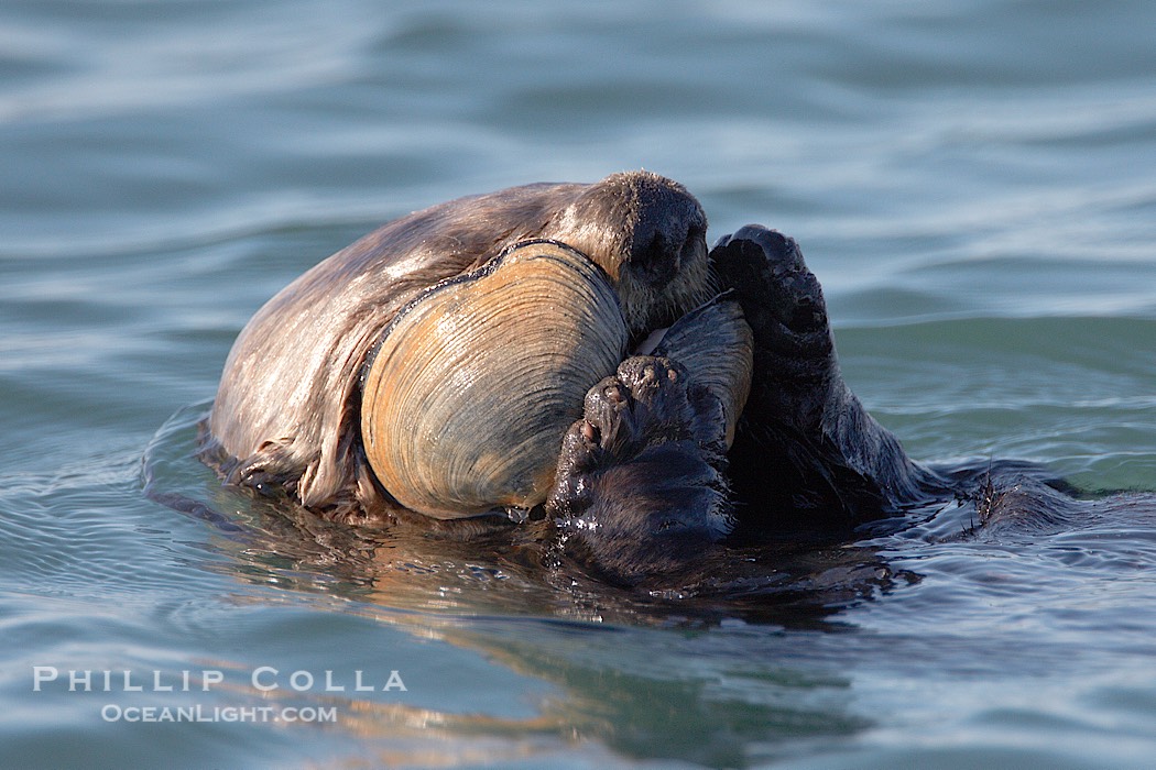 A sea otter eats a clam that it has taken from the shallow sandy bottom of Elkhorn Slough.  Because sea otters have such a high metabolic rate, they eat up to 30% of their body weight each day in the form of clams, mussels, urchins, crabs and abalone.  Sea otters are the only known tool-using marine mammal, using a stone or old shell to open the shells of their prey as they float on their backs., Enhydra lutris, natural history stock photograph, photo id 21694