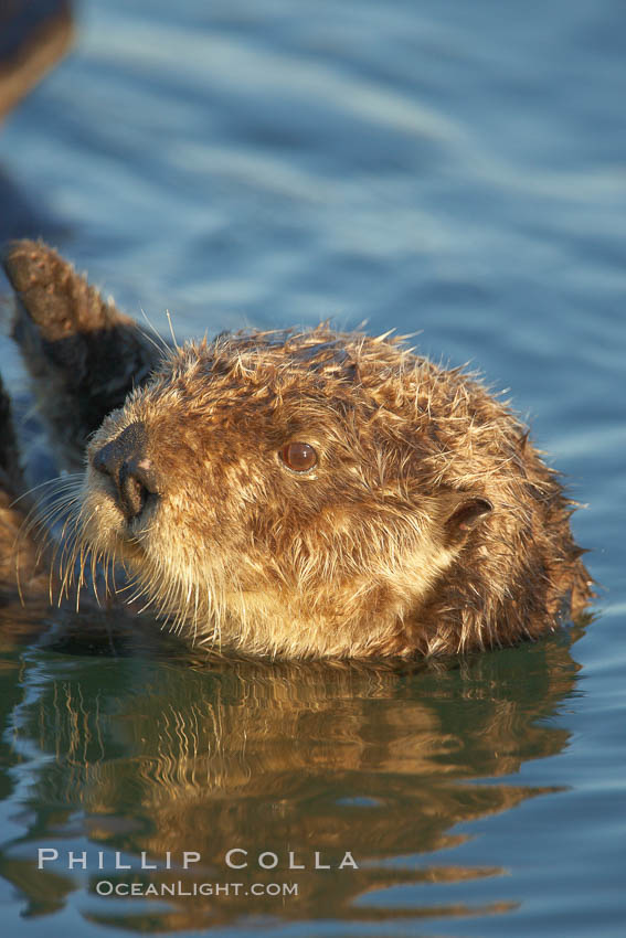 A sea otter, resting and floating on its back, in Elkhorn Slough. Elkhorn Slough National Estuarine Research Reserve, Moss Landing, California, USA, Enhydra lutris, natural history stock photograph, photo id 21680