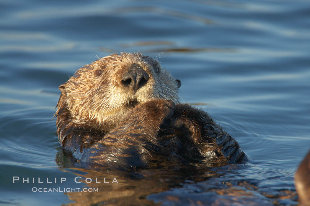 A sea otter resting, holding its paws out of the water to keep them warm and conserve body heat as it floats in cold ocean water. Elkhorn Slough National Estuarine Research Reserve, Moss Landing, California, USA, Enhydra lutris, natural history stock photograph, photo id 21684