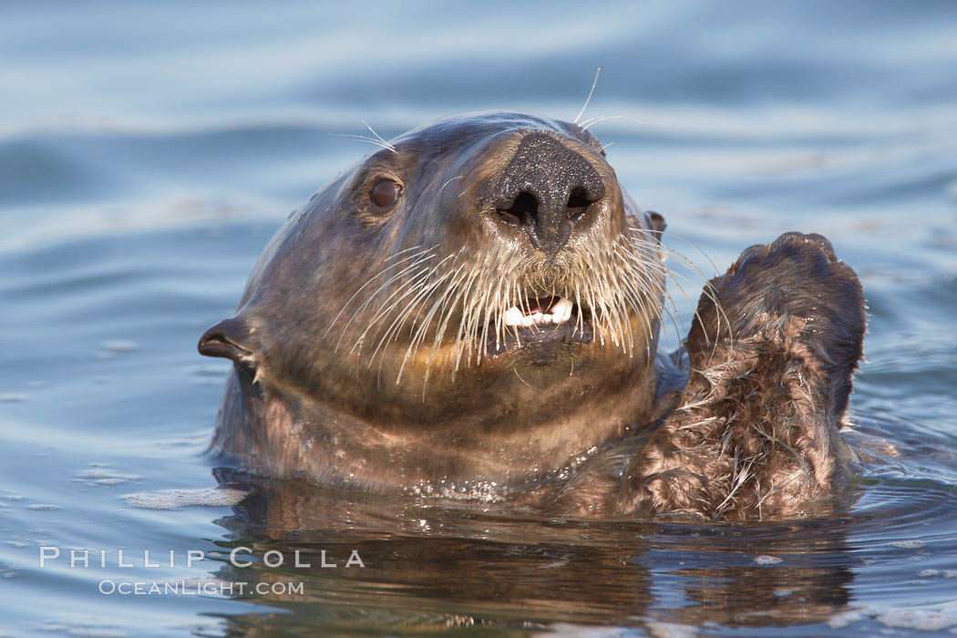 A sea otter, resting on its back, holding its paw out of the water for warmth.  While the sea otter has extremely dense fur on its body, the fur is less dense on its head, arms and paws so it will hold these out of the cold water to conserve body heat. Elkhorn Slough National Estuarine Research Reserve, Moss Landing, California, USA, Enhydra lutris, natural history stock photograph, photo id 21688