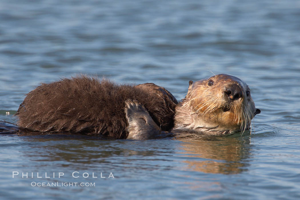 A sea otter mother hold her pup on her stomach as she rests floating on her back.  This pup, just a few days old, probably weighs between 3 and 5 pounds.  The pup still has the fluffy fur it was born with, which traps so much fur the pup cannot dive and floats like a cork. Elkhorn Slough National Estuarine Research Reserve, Moss Landing, California, USA, Enhydra lutris, natural history stock photograph, photo id 21696