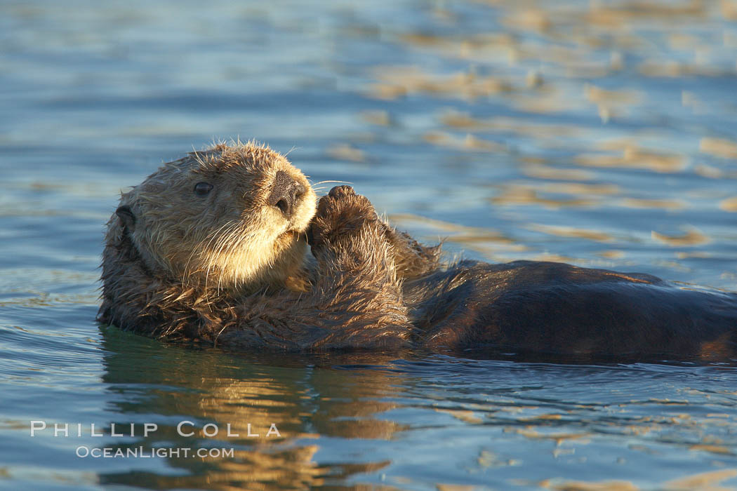 A sea otter, resting on its back, holding its paw out of the water for warmth.  While the sea otter has extremely dense fur on its body, the fur is less dense on its head, arms and paws so it will hold these out of the cold water to conserve body heat. Elkhorn Slough National Estuarine Research Reserve, Moss Landing, California, USA, Enhydra lutris, natural history stock photograph, photo id 21679