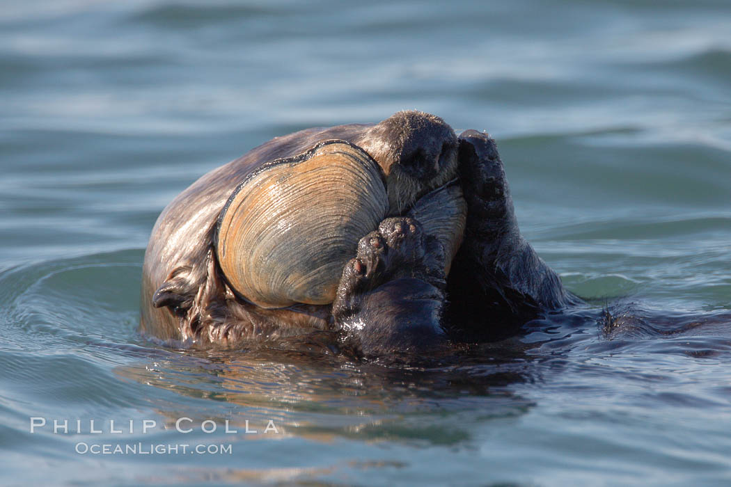 A sea otter eats a clam that it has taken from the shallow sandy bottom of Elkhorn Slough.  Because sea otters have such a high metabolic rate, they eat up to 30% of their body weight each day in the form of clams, mussels, urchins, crabs and abalone.  Sea otters are the only known tool-using marine mammal, using a stone or old shell to open the shells of their prey as they float on their backs. Elkhorn Slough National Estuarine Research Reserve, Moss Landing, California, USA, Enhydra lutris, natural history stock photograph, photo id 21695