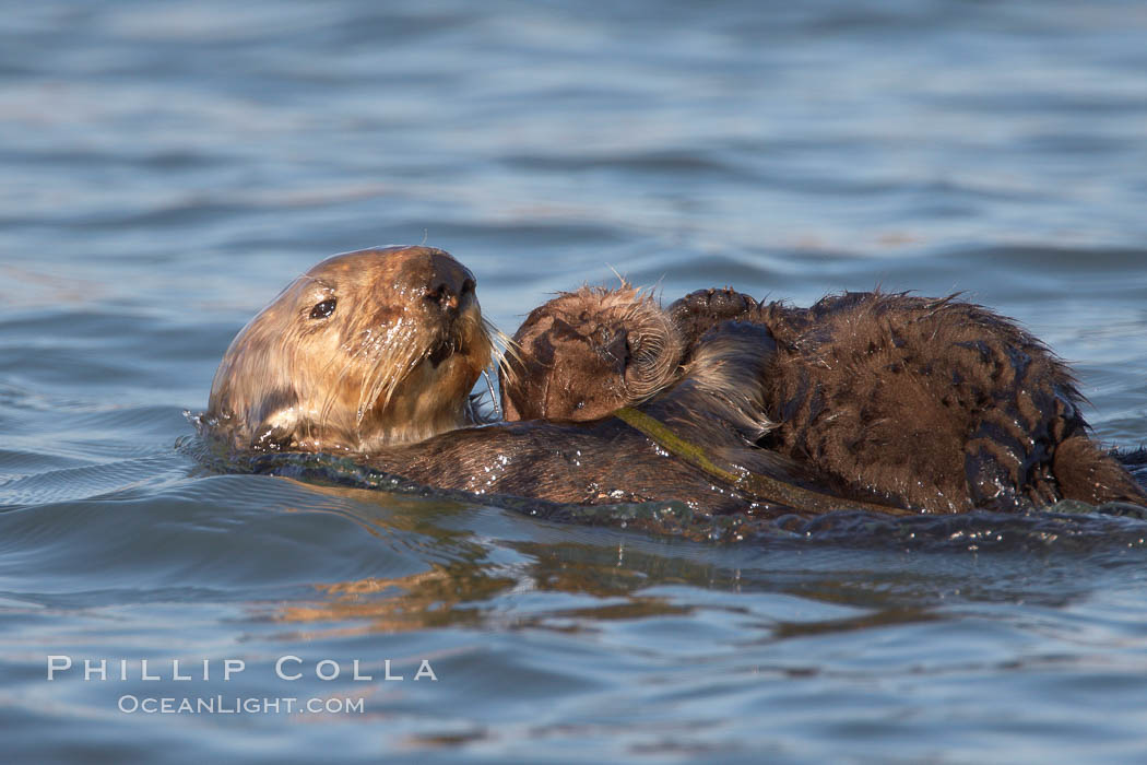 A sea otter mother hold her pup on her stomach as she rests floating on her back.  This pup, just a few days old, probably weighs between 3 and 5 pounds.  The pup still has the fluffy fur it was born with, which traps so much fur the pup cannot dive and floats like a cork., Enhydra lutris, natural history stock photograph, photo id 21699