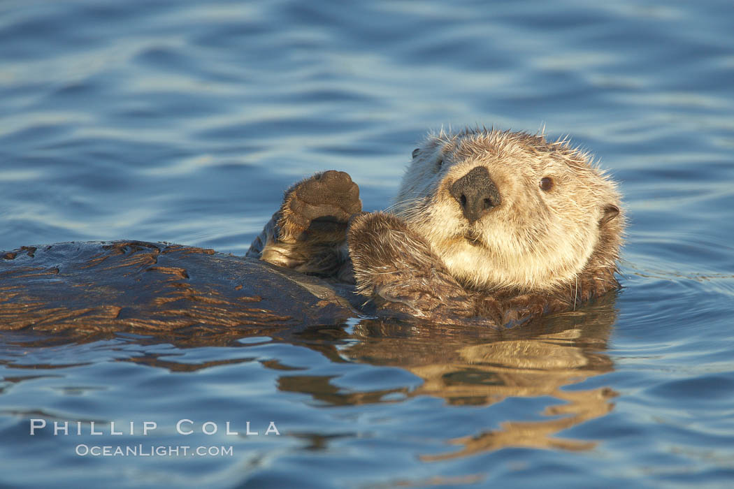 A sea otter, resting on its back, holding its paw out of the water for warmth.  While the sea otter has extremely dense fur on its body, the fur is less dense on its head, arms and paws so it will hold these out of the cold water to conserve body heat. Elkhorn Slough National Estuarine Research Reserve, Moss Landing, California, USA, Enhydra lutris, natural history stock photograph, photo id 21685