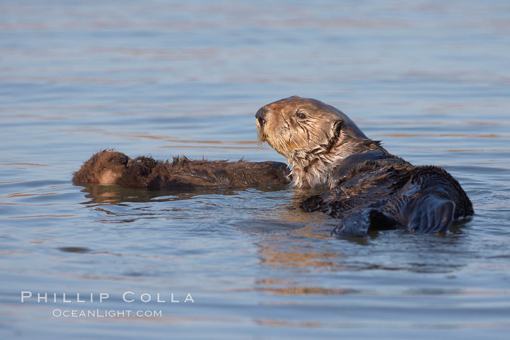 A sea otter mother floats alongside her days-old pup through the water.  The pup still has the fluffy fur it was born with, which traps so much fur the pup cannot dive and floats like a cork. Elkhorn Slough National Estuarine Research Reserve, Moss Landing, California, USA, Enhydra lutris, natural history stock photograph, photo id 21671