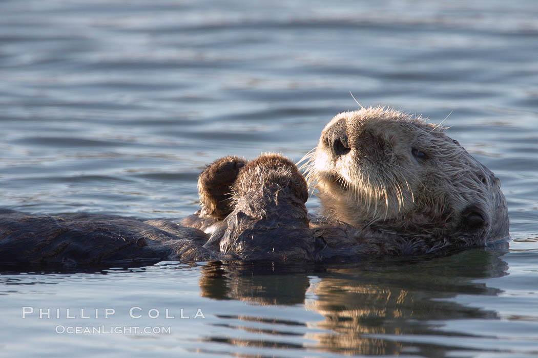 A sea otter, resting on its back, holding its paw out of the water for warmth.  While the sea otter has extremely dense fur on its body, the fur is less dense on its head, arms and paws so it will hold these out of the cold water to conserve body heat. Elkhorn Slough National Estuarine Research Reserve, Moss Landing, California, USA, Enhydra lutris, natural history stock photograph, photo id 21725