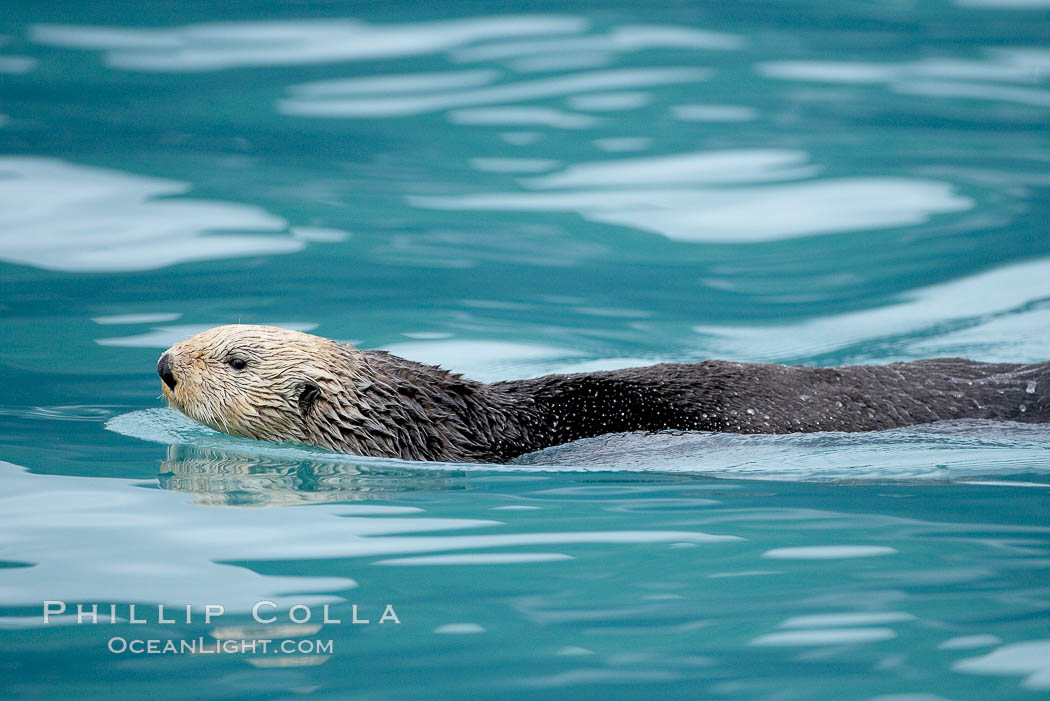 Sea otter. Resurrection Bay, Kenai Fjords National Park, Alaska, USA, Enhydra lutris, natural history stock photograph, photo id 16938