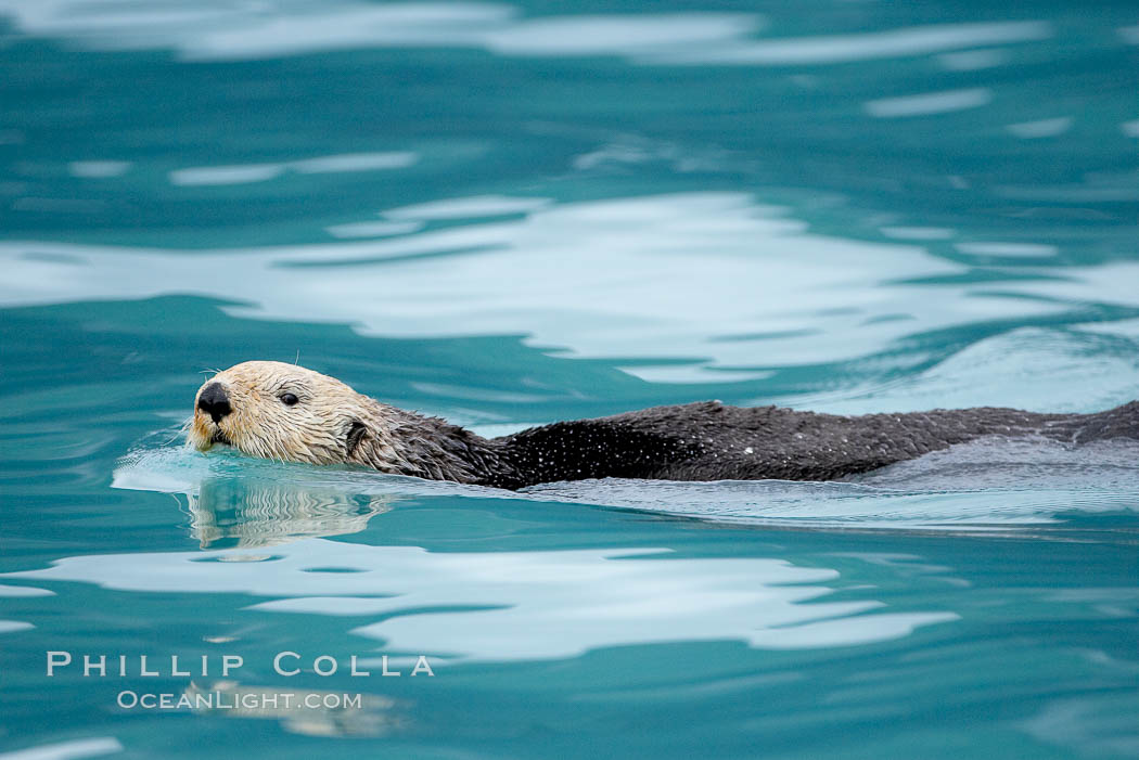 Sea otter. Resurrection Bay, Kenai Fjords National Park, Alaska, USA, Enhydra lutris, natural history stock photograph, photo id 16942