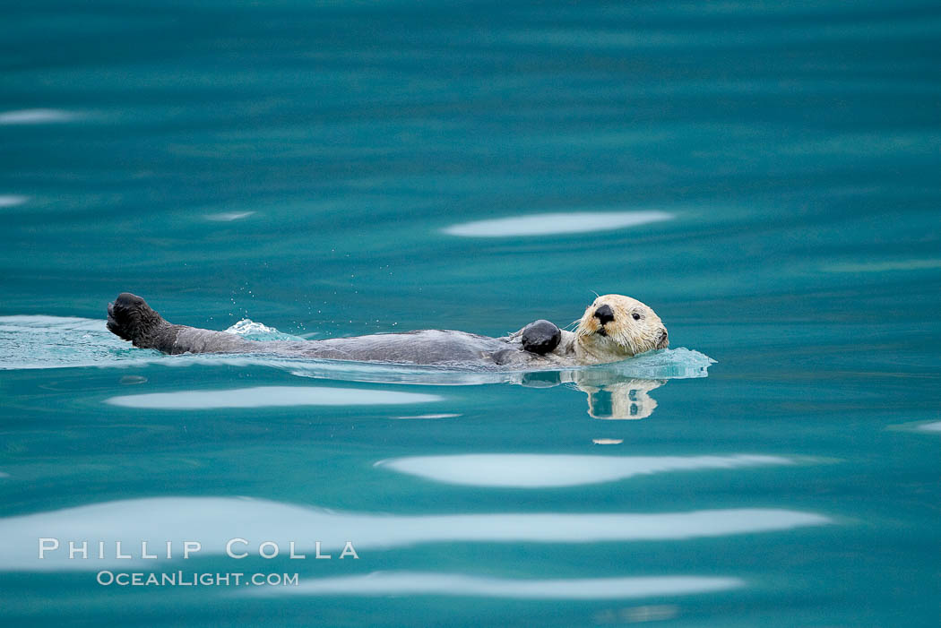 Sea otter. Resurrection Bay, Kenai Fjords National Park, Alaska, USA, Enhydra lutris, natural history stock photograph, photo id 16946