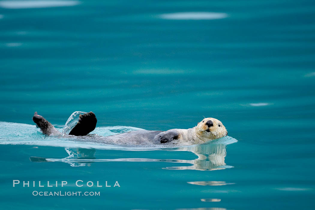 Sea otter. Resurrection Bay, Kenai Fjords National Park, Alaska, USA, Enhydra lutris, natural history stock photograph, photo id 16936