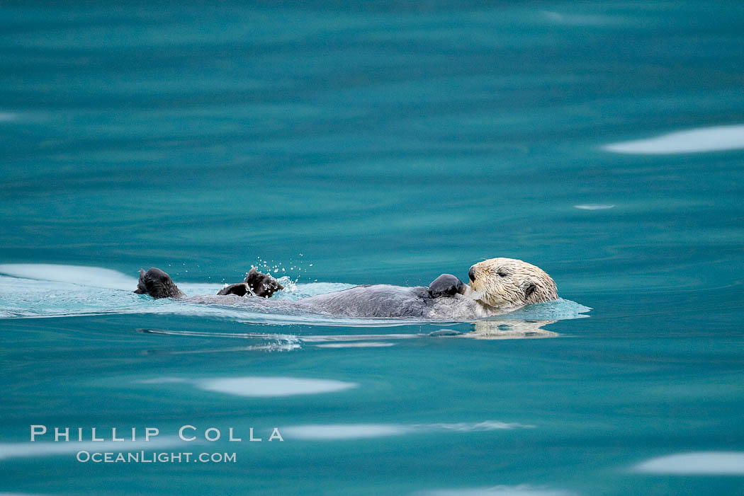 Sea otter. Resurrection Bay, Kenai Fjords National Park, Alaska, USA, Enhydra lutris, natural history stock photograph, photo id 16944