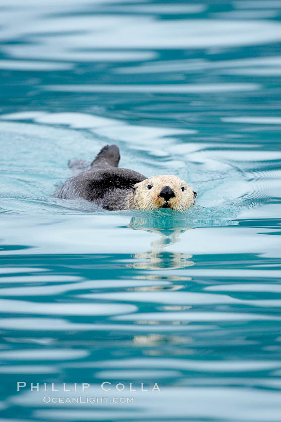 Sea otter. Resurrection Bay, Kenai Fjords National Park, Alaska, USA, Enhydra lutris, natural history stock photograph, photo id 16939