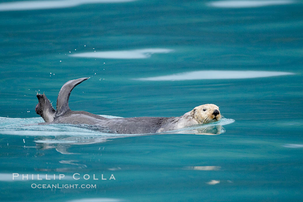 Sea otter. Resurrection Bay, Kenai Fjords National Park, Alaska, USA, Enhydra lutris, natural history stock photograph, photo id 16943