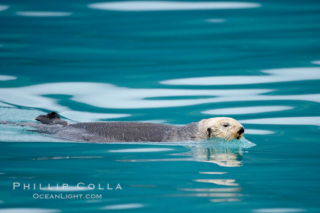 Sea otter. Resurrection Bay, Kenai Fjords National Park, Alaska, USA, Enhydra lutris, natural history stock photograph, photo id 16947